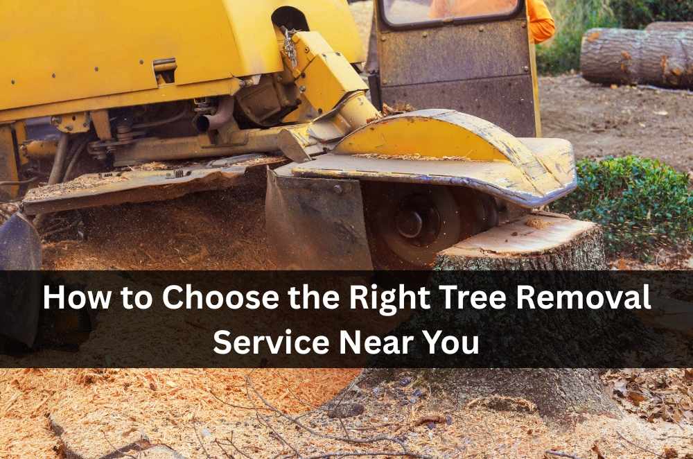 How to Choose the Right Tree Removal Service Near You