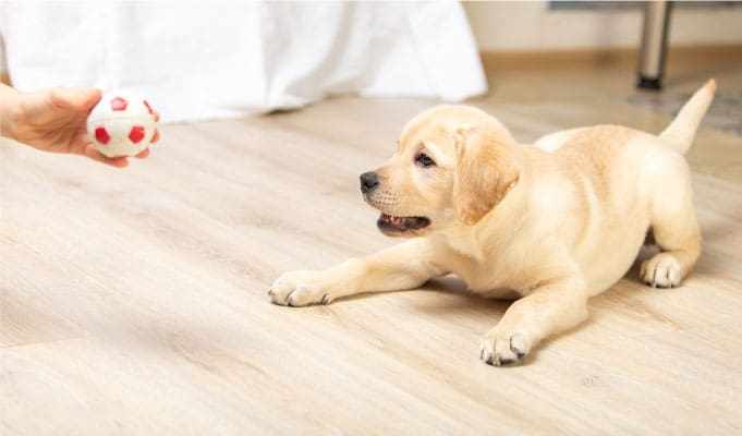 Effective Puppy Training in Barrington: Why Pooch Pawsitive is the Right Choice