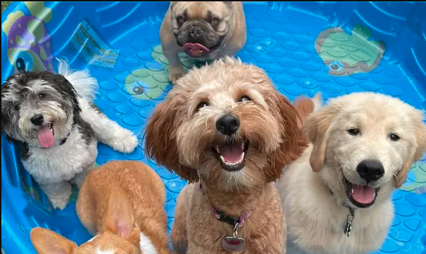 Rhode Island Dog Training | Effective, Positive & Personalized Training at Pooch Pawsitive