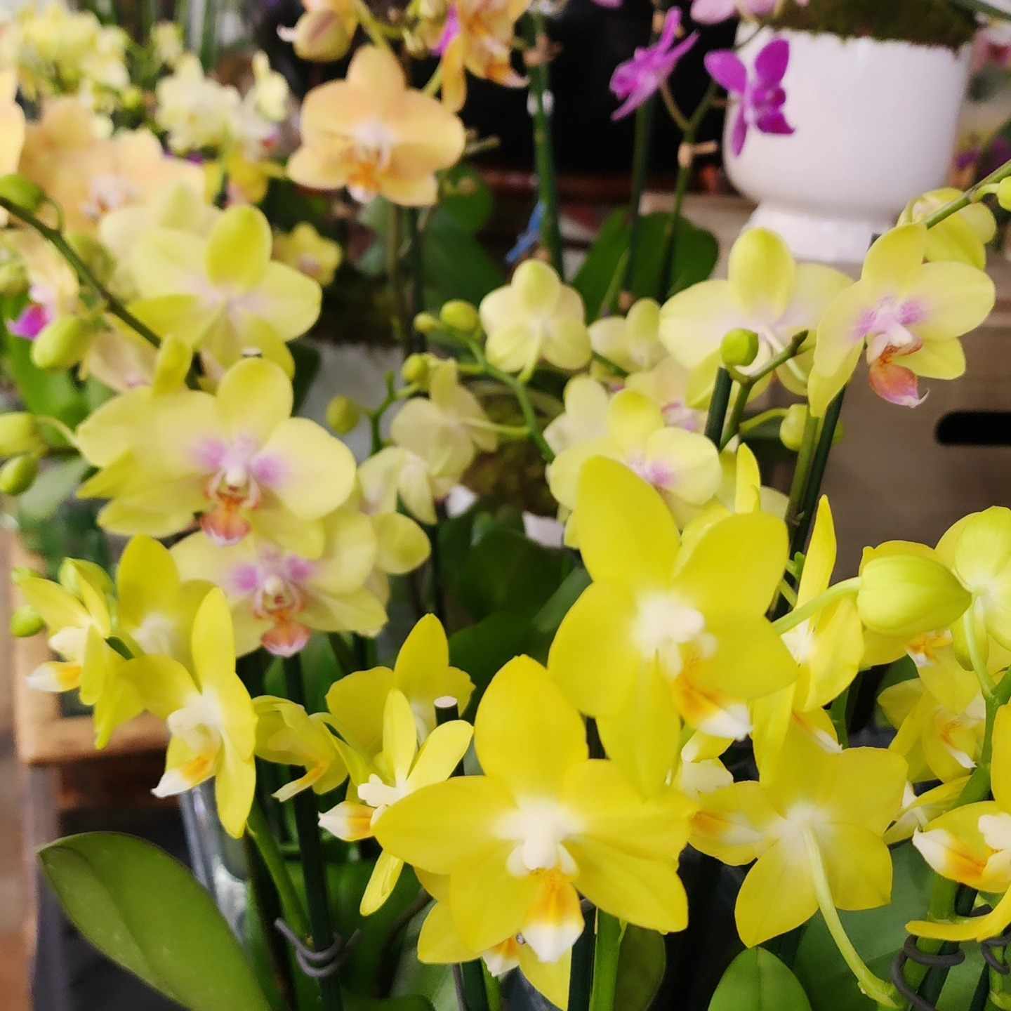 Why Orchids Are the Ultimate Luxury Gift for Mother’s Day