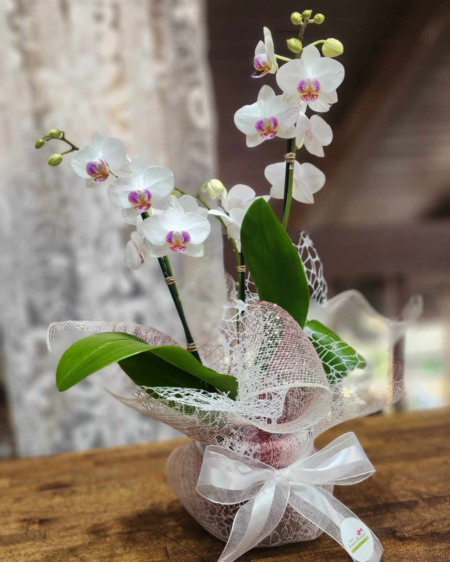 How to Surprise Your Dad with a Same-Day Orchid Delivery in Miami