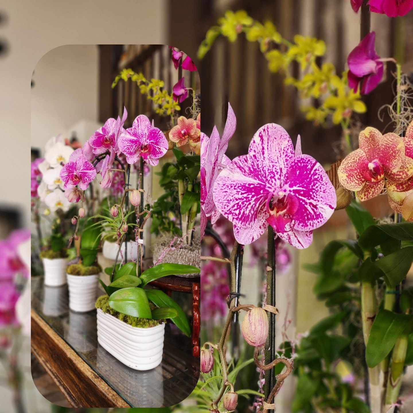 Transform Your Space with Monthly Deliveries of Elegant Orchid Arrangements