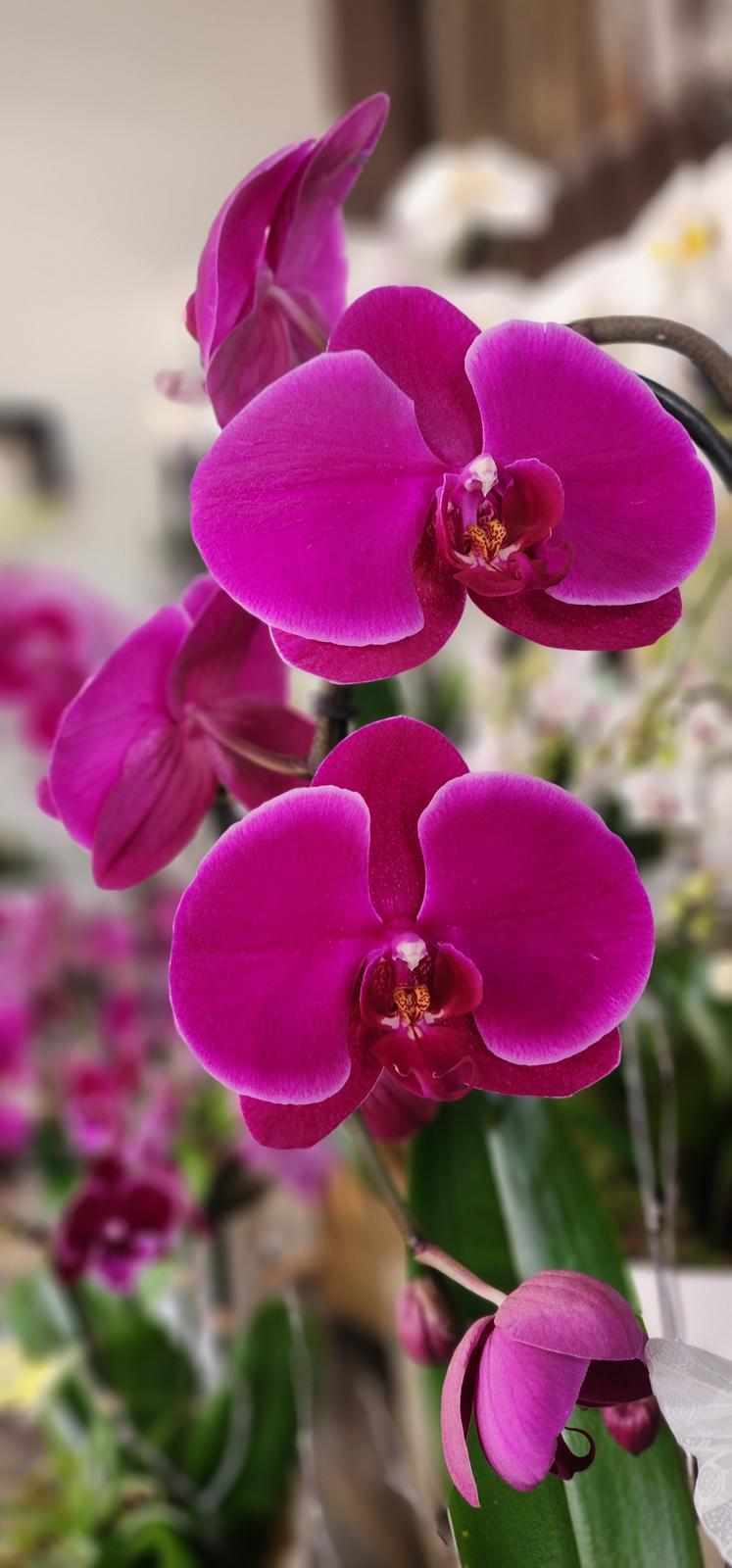 Elegant Orchid Arrangements for Weddings and Events in Miami