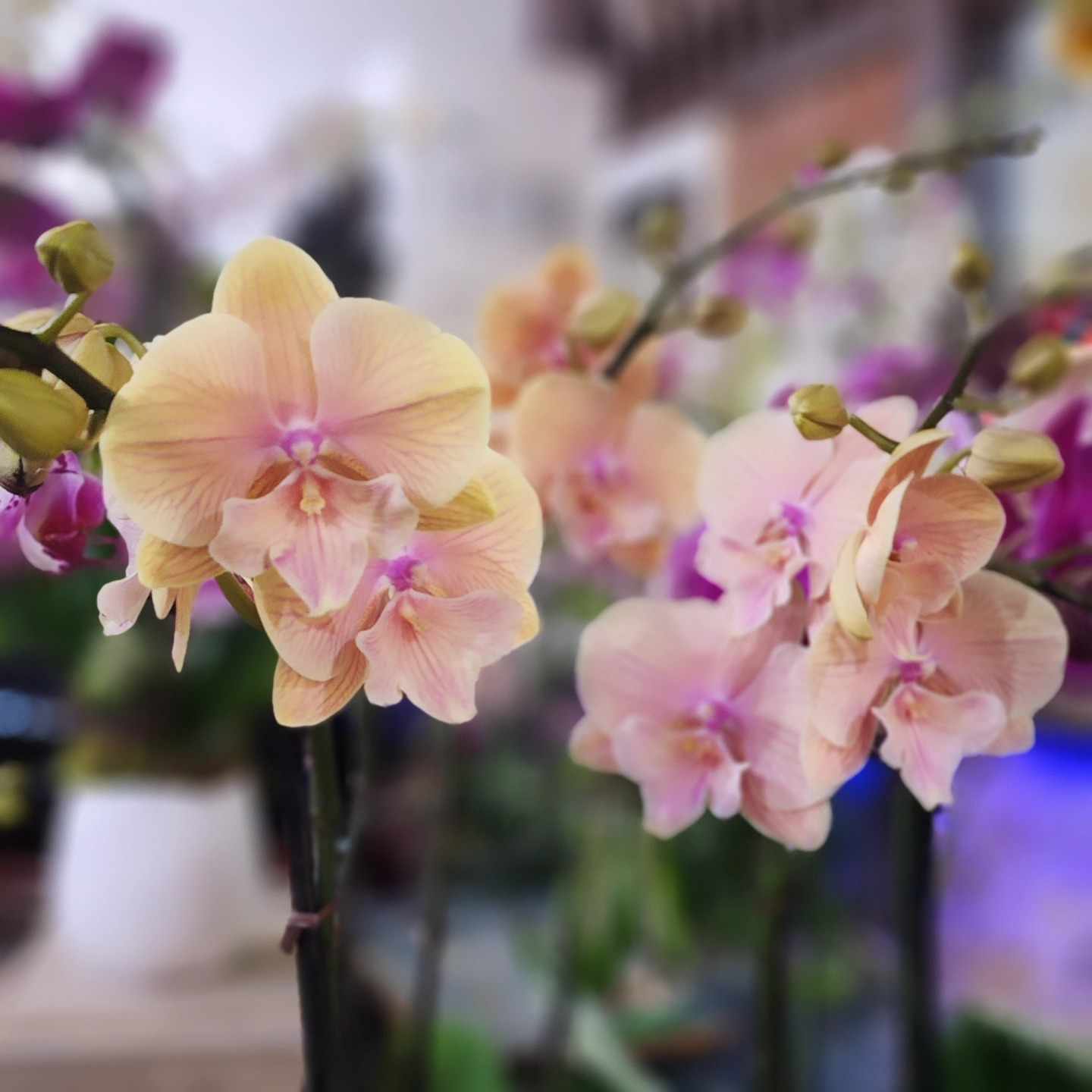 Orchid Arrangements for Office Spaces: Professional Elegance