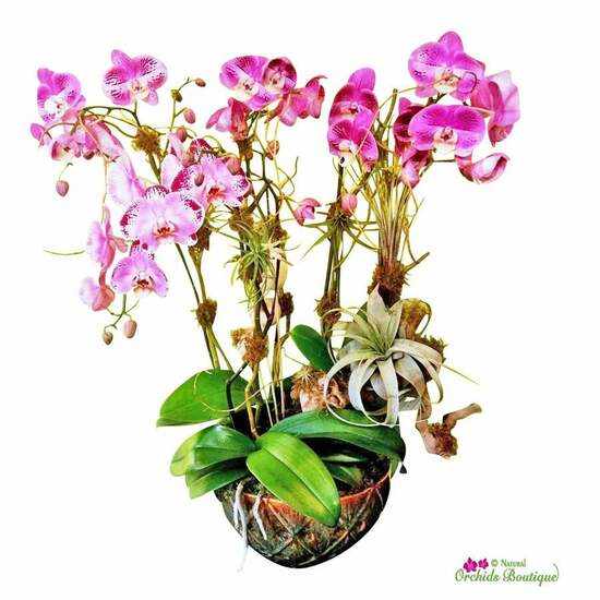 Exotic Orchid Arrangements to Elevate Your Women’s Day Celebration