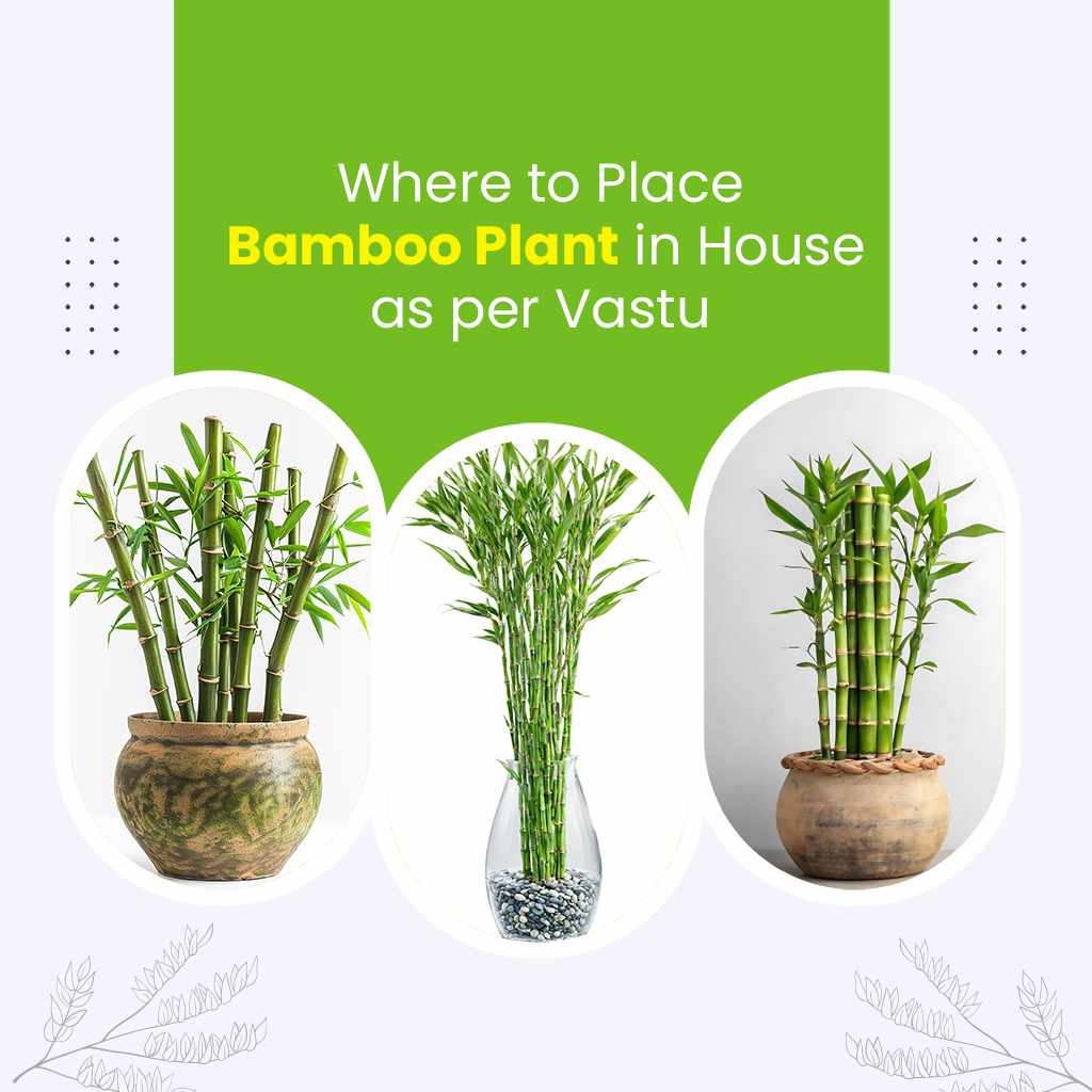 Where to place bamboo plants in houses as per vastu ?