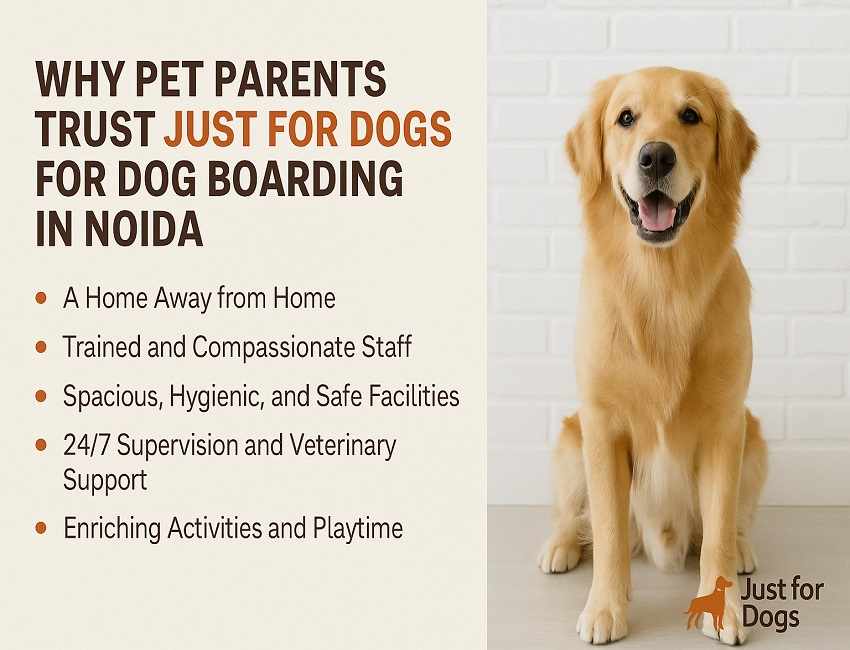 Why Pet Parents Trust Just for Dogs for Dog Boarding in Noida