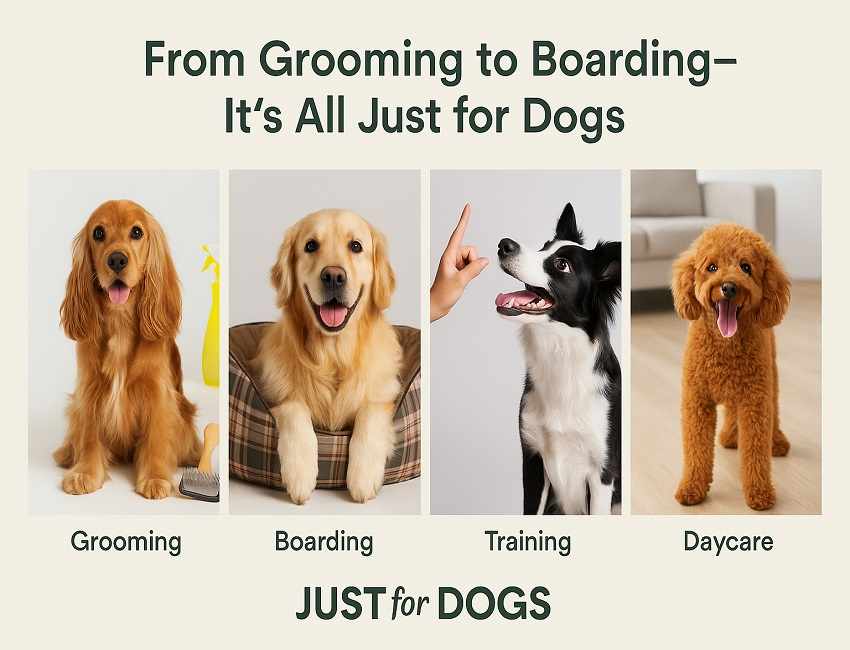 From Grooming to Boarding—It’s All Just for Dogs