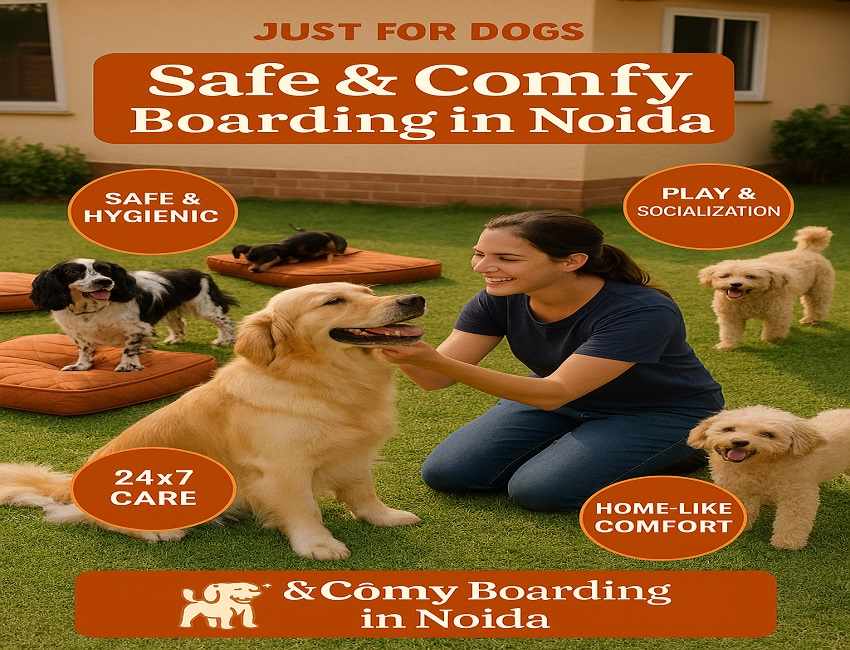 Just for Dogs: Safe & Comfy Boarding for Your Dog.