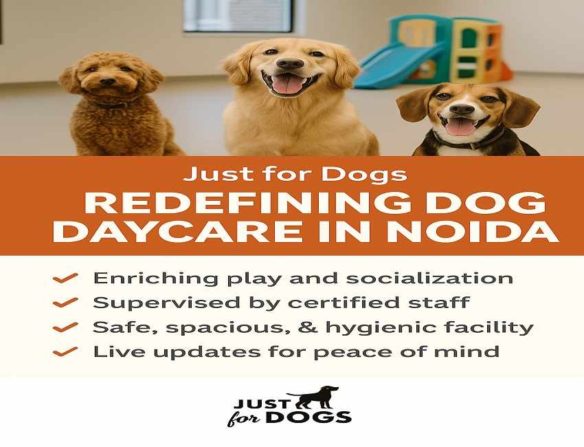 Just for Dogs: Redefining Dog Daycare in Noida