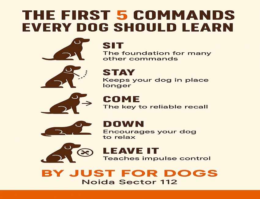 The First 5 Commands Every Dog Should Learn