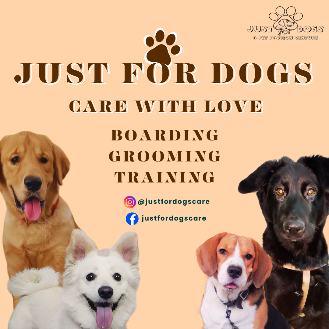 Why We’re the Best Dog Boarding in Noida Sector 112