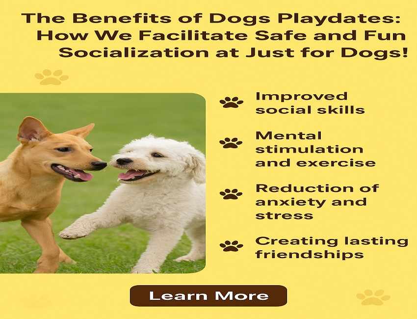 The Benefits of Dog Playdates: How We Keep Our Facility Safe and Fun for Socialization at Just for Dogs!