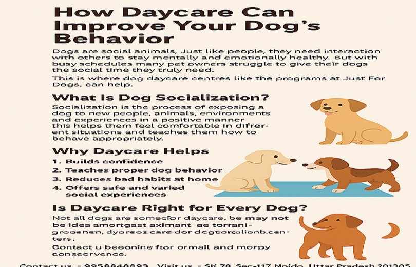 How Daycare Can Improve Your Dog’s Behavior
