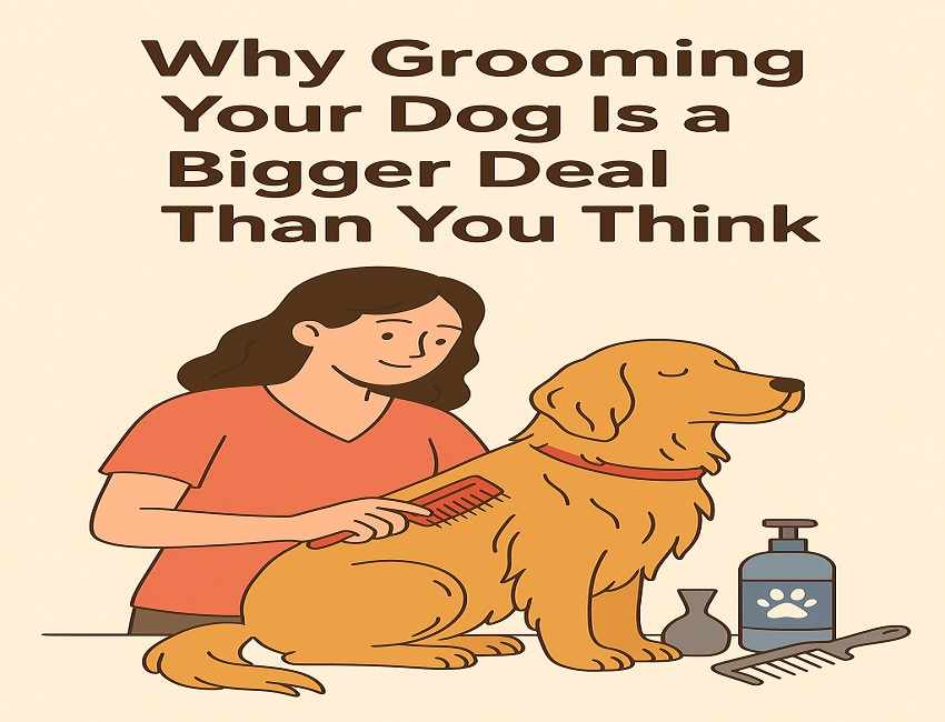 Why Grooming Your Dog Is a Bigger Deal Than You Think