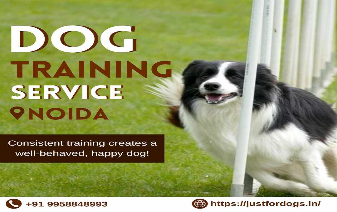 Dog Training Center in Noida: Just for Dogs