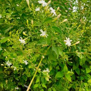 Chapter 11: My Dear Trickster...my dear Sweetie...