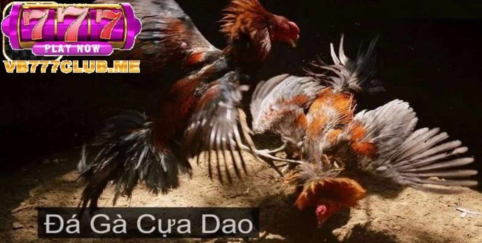 Đá Gà Cựa Dao VB777 – Trực Tiếp Kịch Tính, Đổi Thưởng Lớn 2025