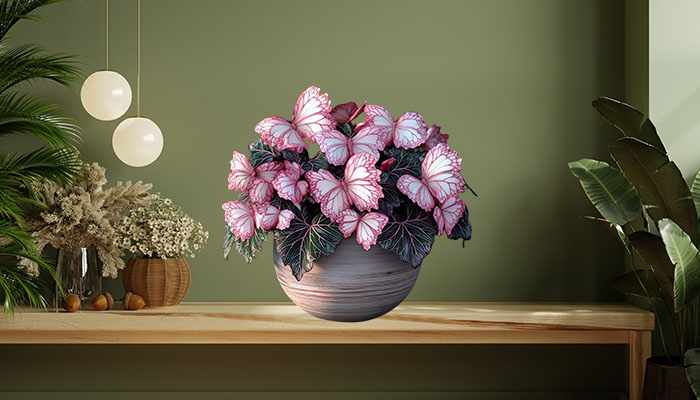 Everything You Need to Know About Begonia Moonlight Butterfly