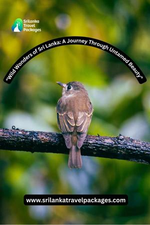 Sri Lanka Wildlife Tour Package – Explore the Untamed Beauty of the Island’s Wilderness