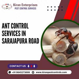 Ant Control Services in Sarajapura Road | Protect Your Home