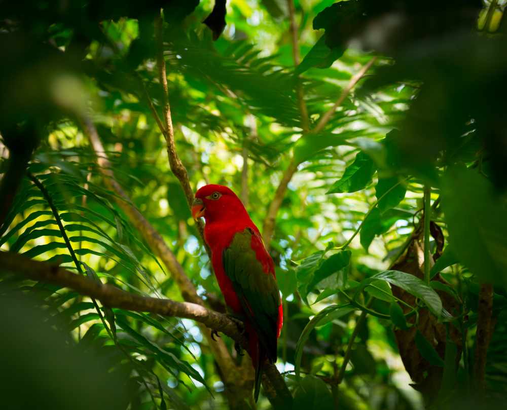 Relax and Enjoy at a Top Bocas del Toro All Inclusive Resort in Panama