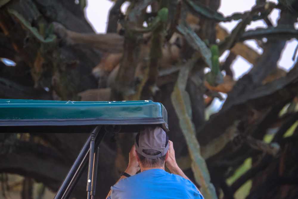 Discover the Hidden Gems of Panama Birding Lodges for Nature Enthusiasts