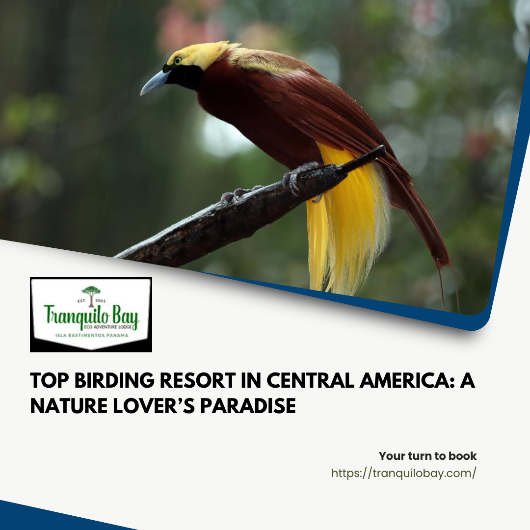 Why is the Panama Bocas del Toro Resort the Perfect Island Getaway?