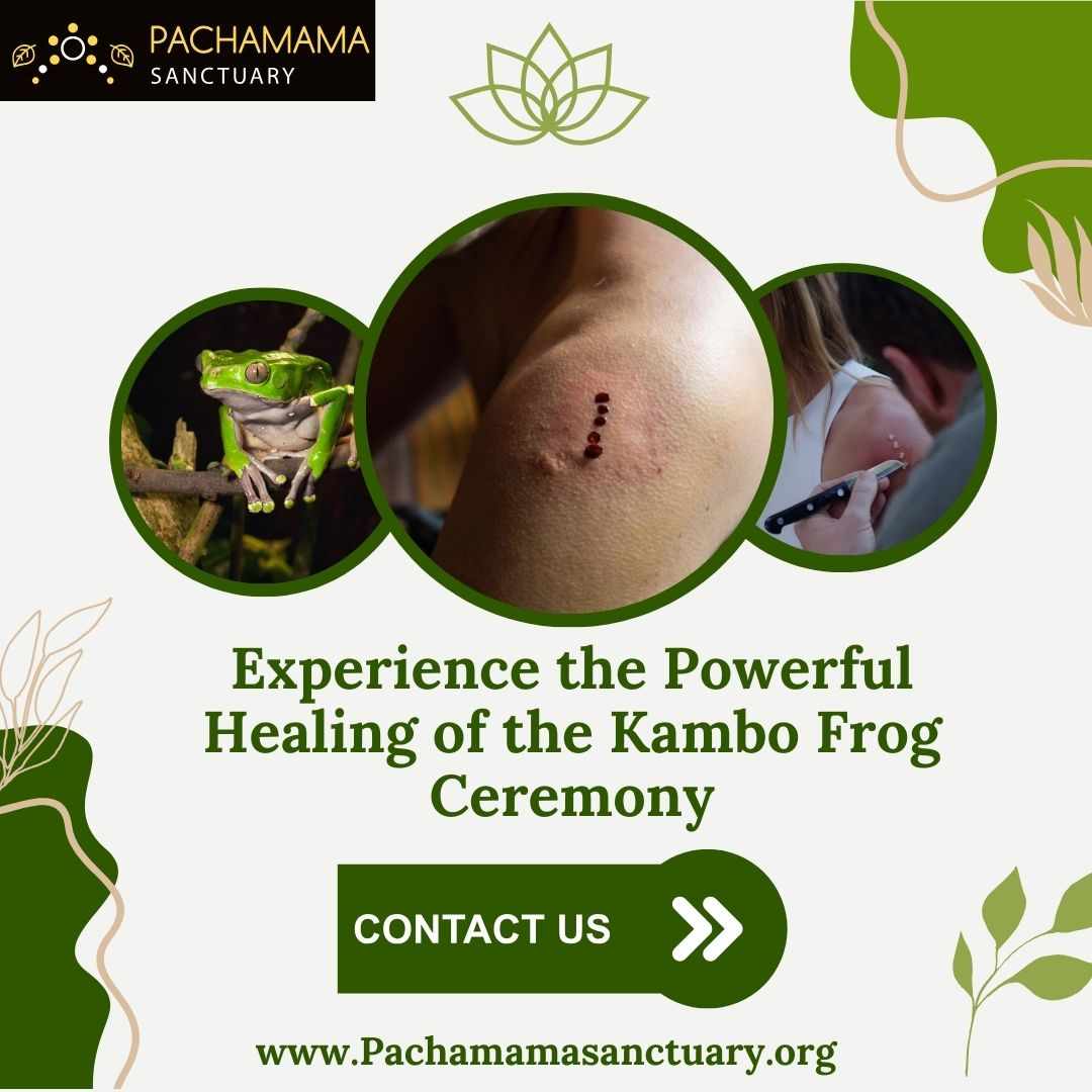 Experience the Powerful Healing of the Kambo Frog Ceremony