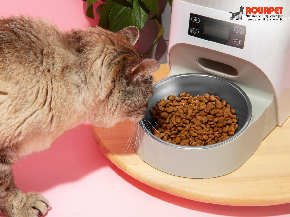 Cat Supplies Online – Premium Care with Aquapet 🐾🐱