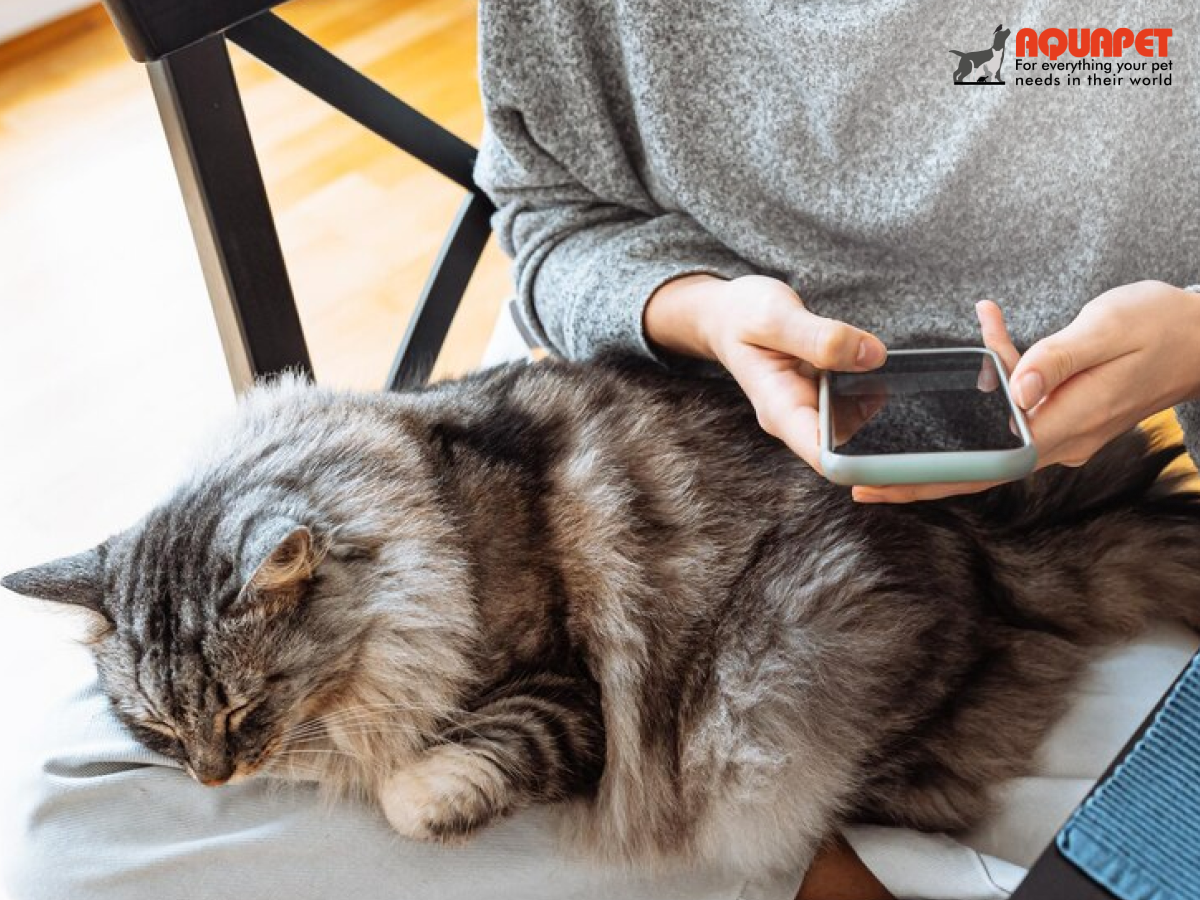 🐾 Discover the Best Cat Products Online at Aquapet Kenya 🐱