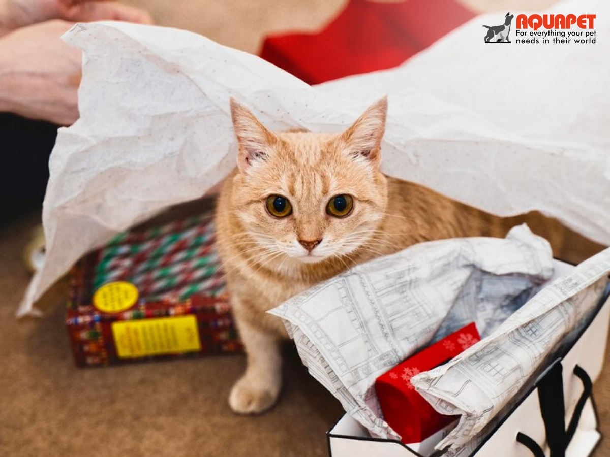 Discover the Best Cat Supplies Online at Aquapet Kenya 🐱🛒