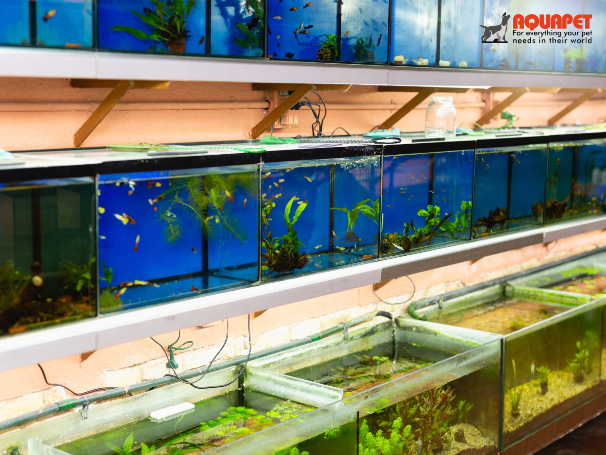 🐠 Aquapet – The Premier Nairobi Aquarium Store & Pet Care Destination 🐾