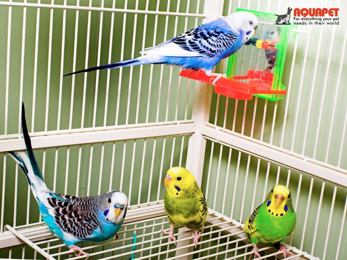Aquapet – Your Trusted Source for Premium Bird Products and Pet Care 🐦🦜🐾