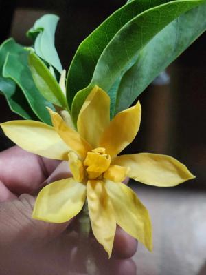 Krutika Ghorpade logo