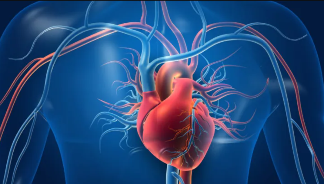 VitaliQ Blood Pressure™: Antioxidant Support to Reduce Vascular Inflammation