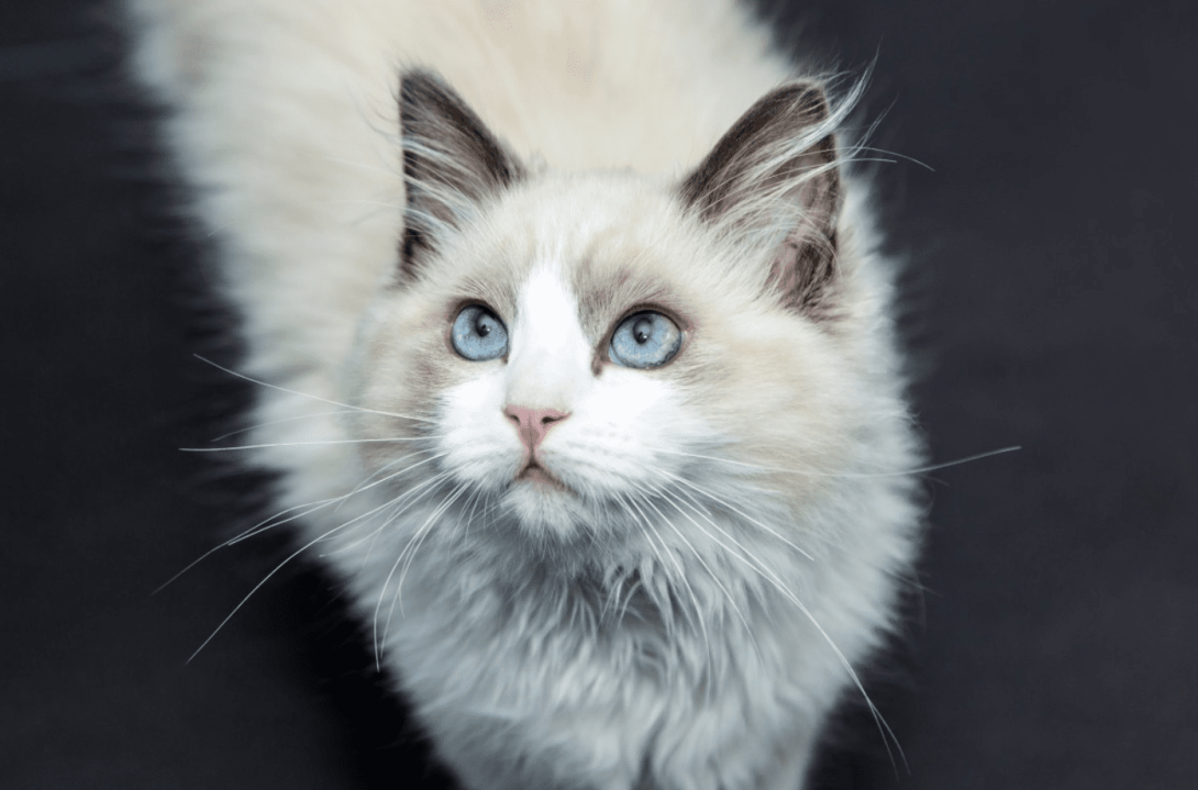 Ragdoll Kittens Home Delivery – Khan kittens