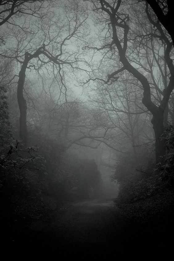 The Shadowed wood