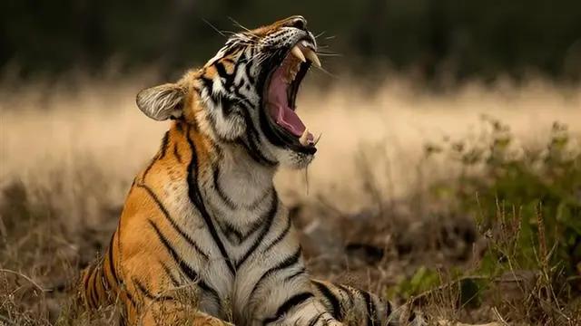 Embark on an Unforgettable Tiger Safari Adventure in India