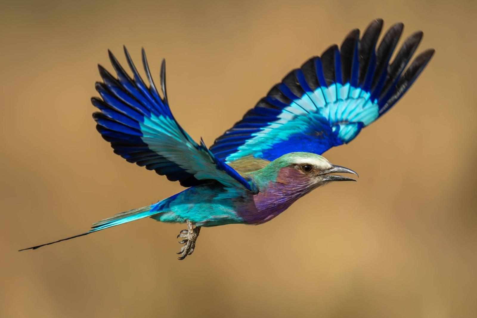 Birds...