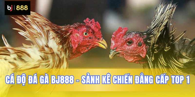 Đá gà BJ888 – Sảnh Kê Chiến Sôi Động Bậc Nhất Việt Nam