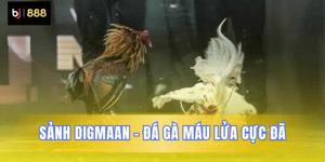 Sảnh Digmaan BJ888 Đấu Trường Đá Gà Trực Tuyến Số 1 Châu Á