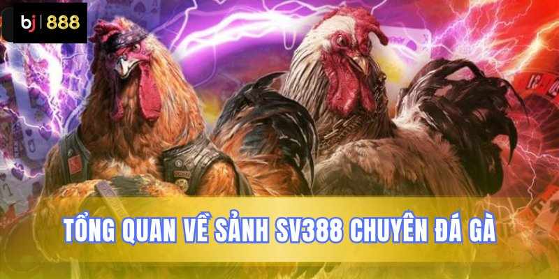 Sảnh SV388 BJ888 – Đấu Trường Kê Chiến Hàng Đầu Cực Hấp Dẫn