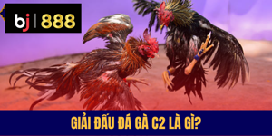Đá gà C2 – Giải Đấu Hạng Trung Gay Cấn Khó Cưỡng