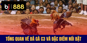 Đá gà C3 – Xem Trực Tiếp Cực Nét Các Trận Kê Chiến Hay