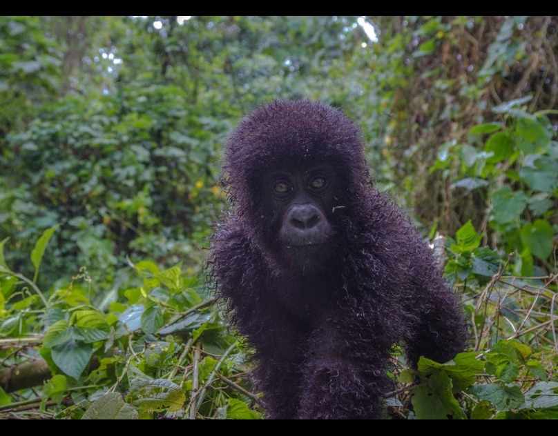 Gorilla Trekking Rwanda
