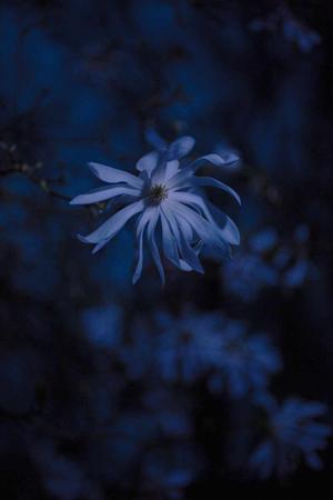 Souled-flower17 logo