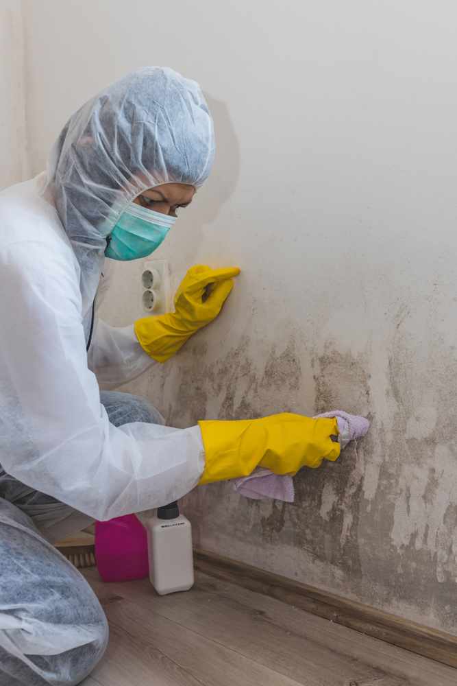 Dangerous Mold Conditions Push Tenants Toward Expert Legal Assistance Fast