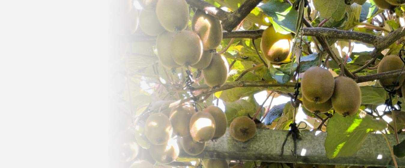Orchard Management Specialists for High-Quality Kiwi Fruit Cultivation