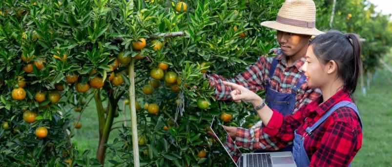 Expert Orchard Management & Kiwi Fruit Growing with Top OGR in Bay of Plenty